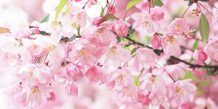 1920x1200 71+ Pink Flower Wallpapers on WallpaperPlay