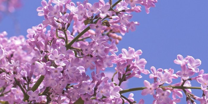 1920x1080 HD Lilac Wallpapers Free Download