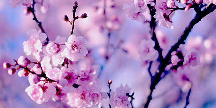 1920x1080 60+ Pastel Cherry Blossom Wallpapers - Download at WallpaperBro