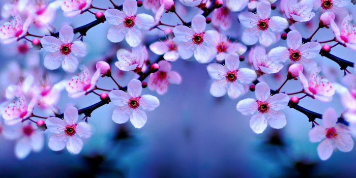 3000x1805 Cherry Blossom Wallpapers - Top Free Cherry Blossom Backgrounds