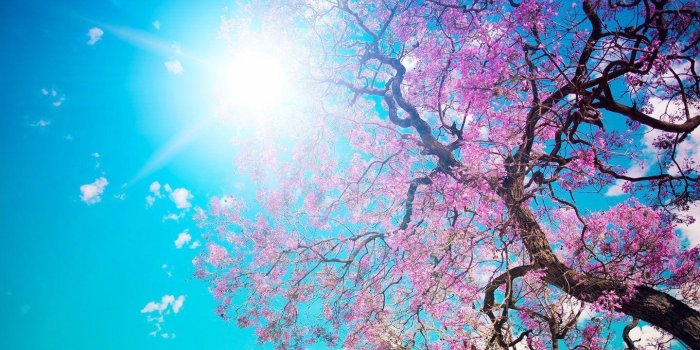 1440x900 Cherry Blossom Desktop Wallpapers