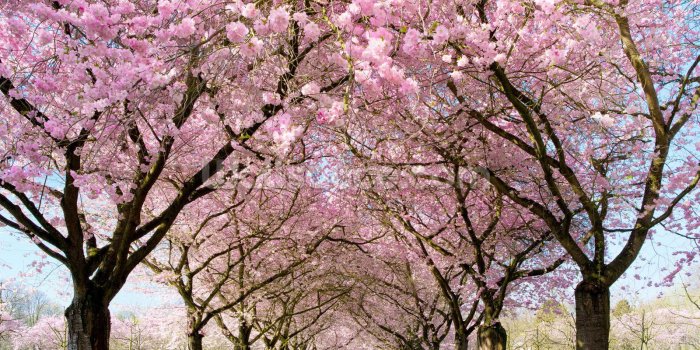 1600x1255 Cherry Blossom Trees