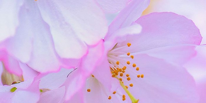 832x1197 Free Cherry Blossom Wallpapers – Branch Brook Park | SplurgeFrugal.com
