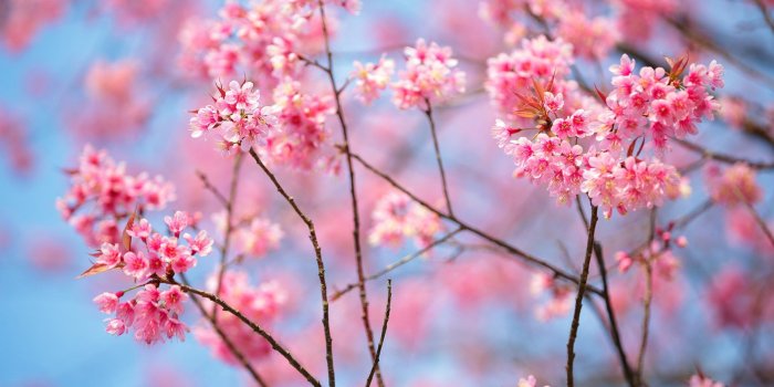 1920x1080 Get Cherry Blossoms - Microsoft Store