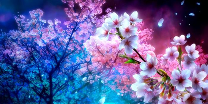 1321x745 Beautiful Cherry Blossom Tree Flower Wallpaper | Wallpapers Gallery