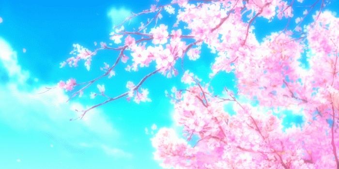 1920x1080 305 Cherry Blossom HD Wallpapers | Background Images
