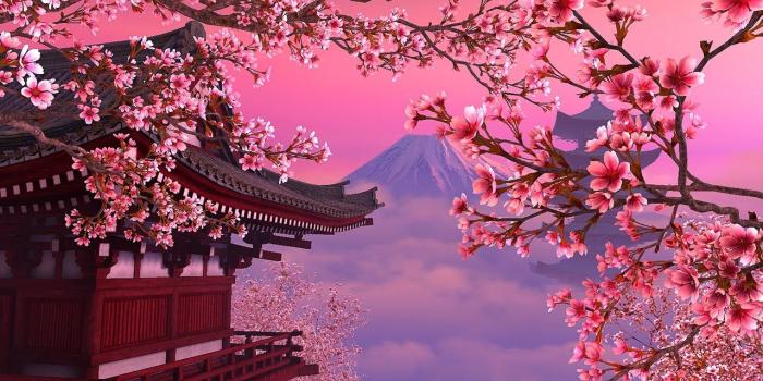 1280x720 Blooming Sakura 3D Screensaver & Live Wallpaper HD