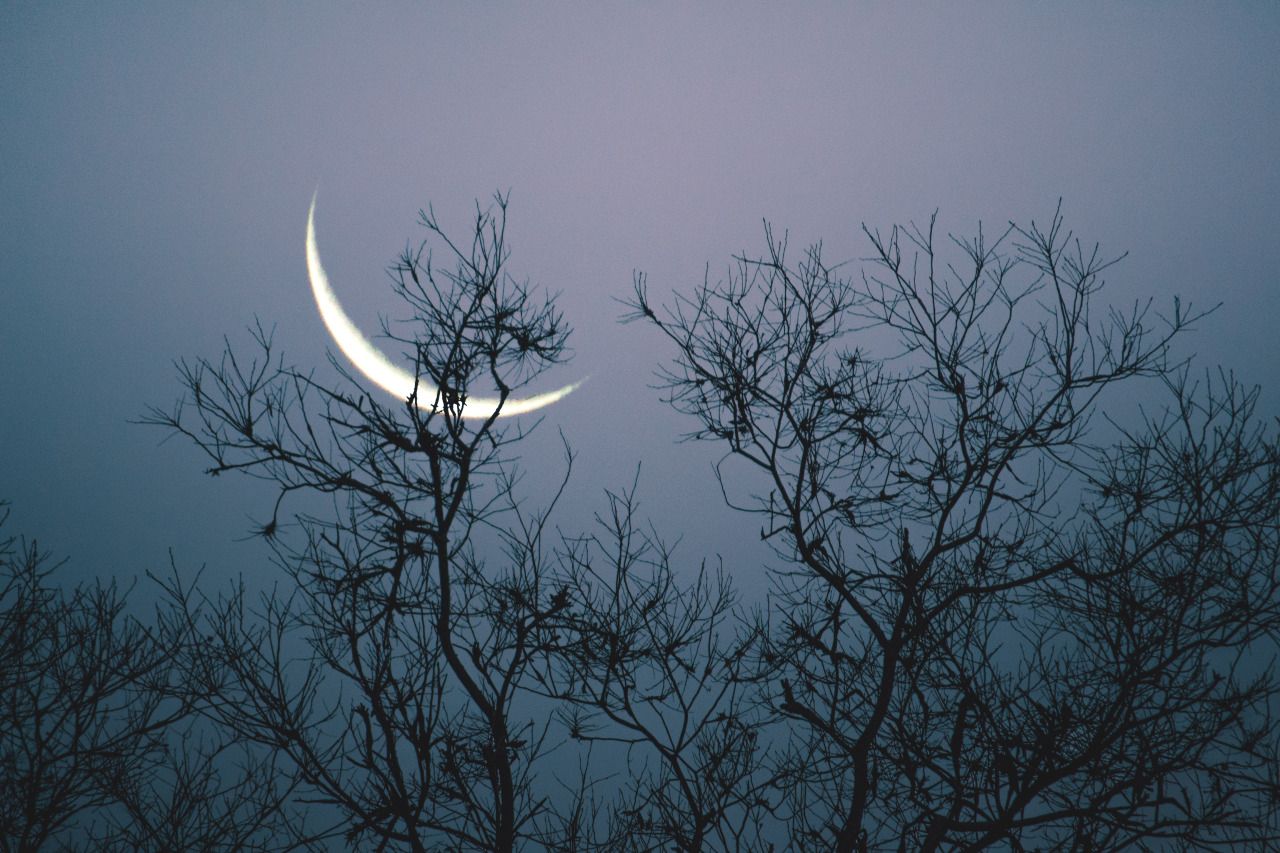 1280x853 Aesthetic imej moon and the trees HD kertas dinding and background