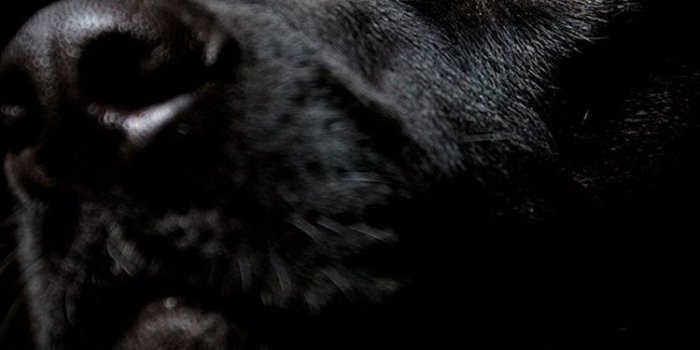 750x1334 30 HD Black iPhone Wallpapers