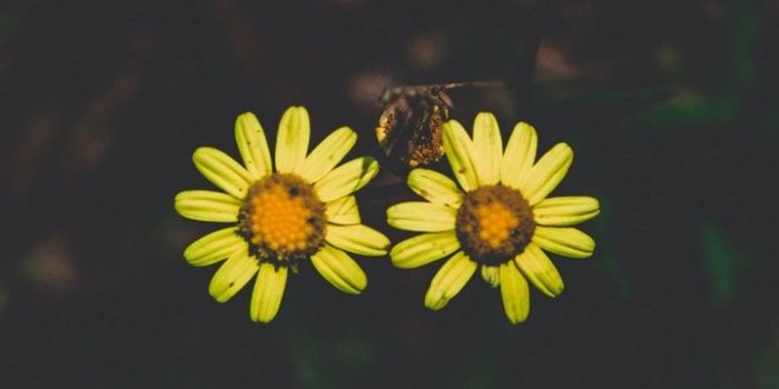 720x1544 Flowers Couple Stem Dark Background Wallpaper - [720x1544]