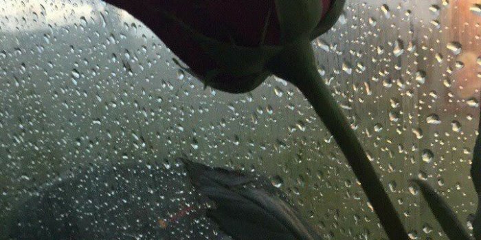 720x1280 Rose on raining mirror | My aesthetic(s) | Tumblr wallpaper, Screen