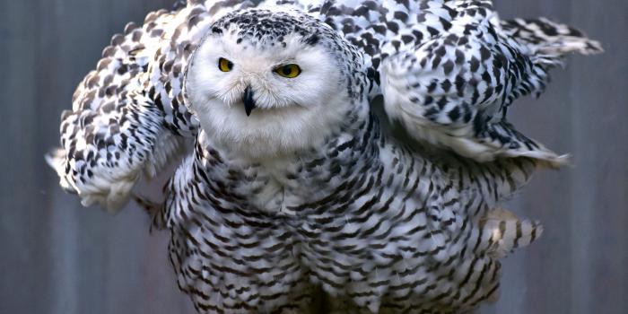 2560x1440 Snowy Owl Wallpaper (73+ images)