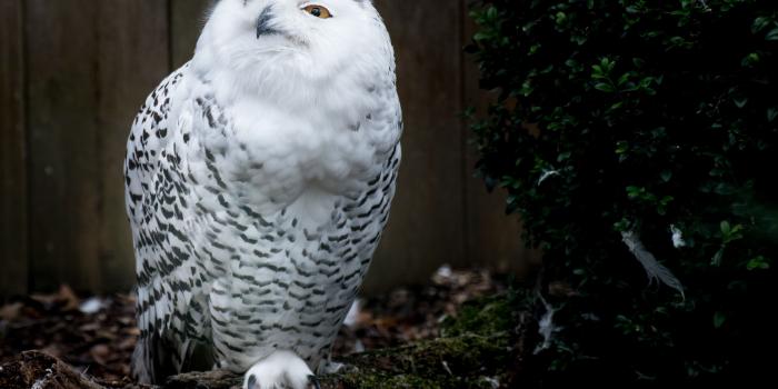 4684x3127 snow owl free image | Peakpx