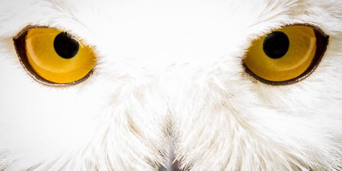 1547x1031 Wallpaper : animals, bird of prey, owl, fur, nose, Zoo, beak, Hedwig