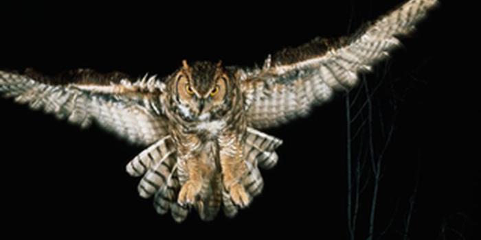 1024x768 Free Owl Wallpapers