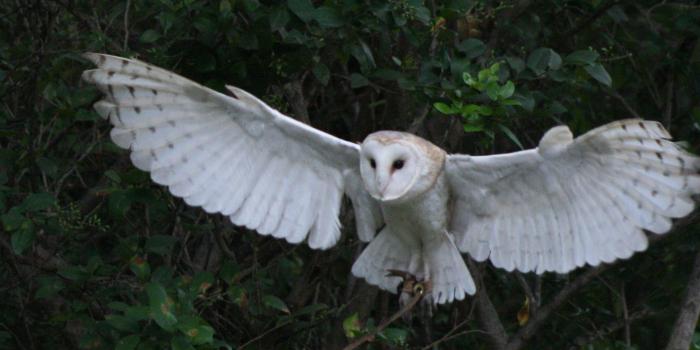 1883x1430 Barn Owl Flying - Flying Owl Harry Potter Free Wallpaper