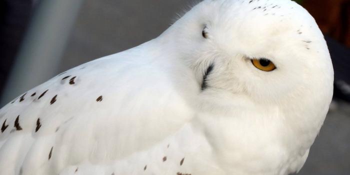 1032x774 Best 53+ Hedwig Wallpaper on HipWallpaper | Hedwig Harry Potter