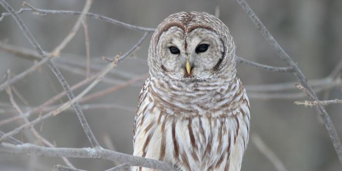 1920x1080 Snowy Owl Wallpaper (71+ pictures)
