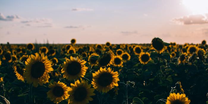 5983x3989 Aesthetic Sunflower Computer Background (#371810) - HD Wallpaper