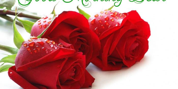 1920x1440 Good Morning Rose Wallpapers