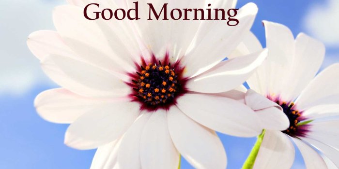 1600x1000 157+ Good Morning Flowers Images Photos Pics HD Download Here