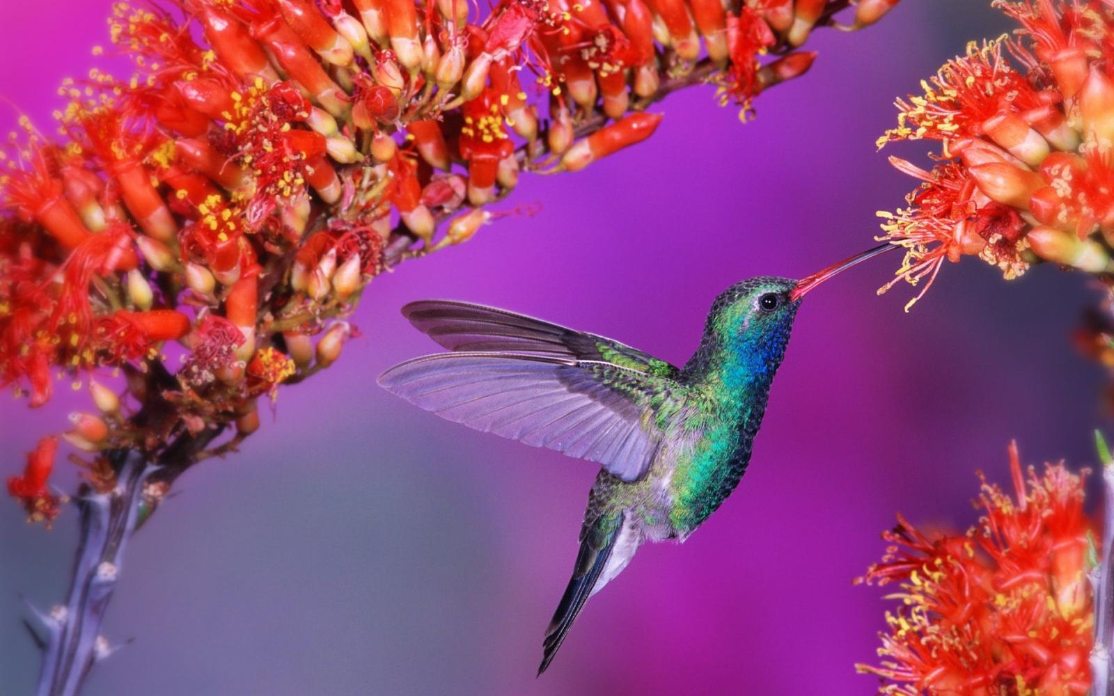 1920x1200 download Hummingbird animals wallpapers images | Places to Visit