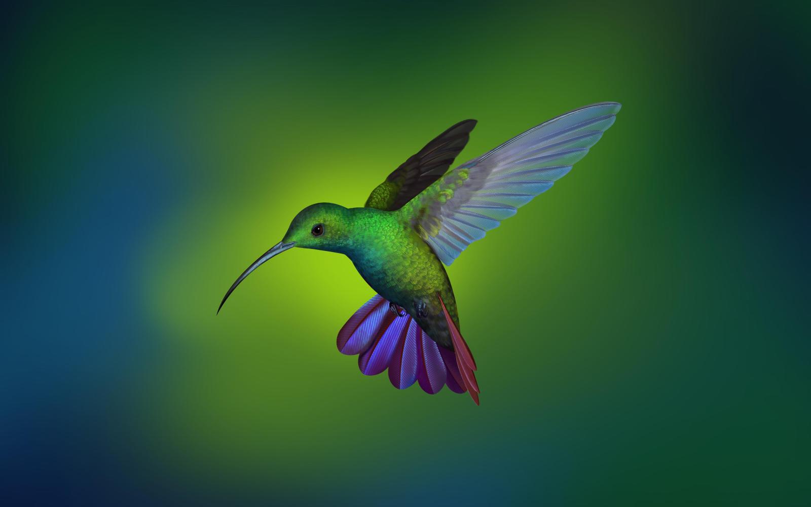 3840x2400 Hummingbird Wallpaper from Deepin OS : wallpapers