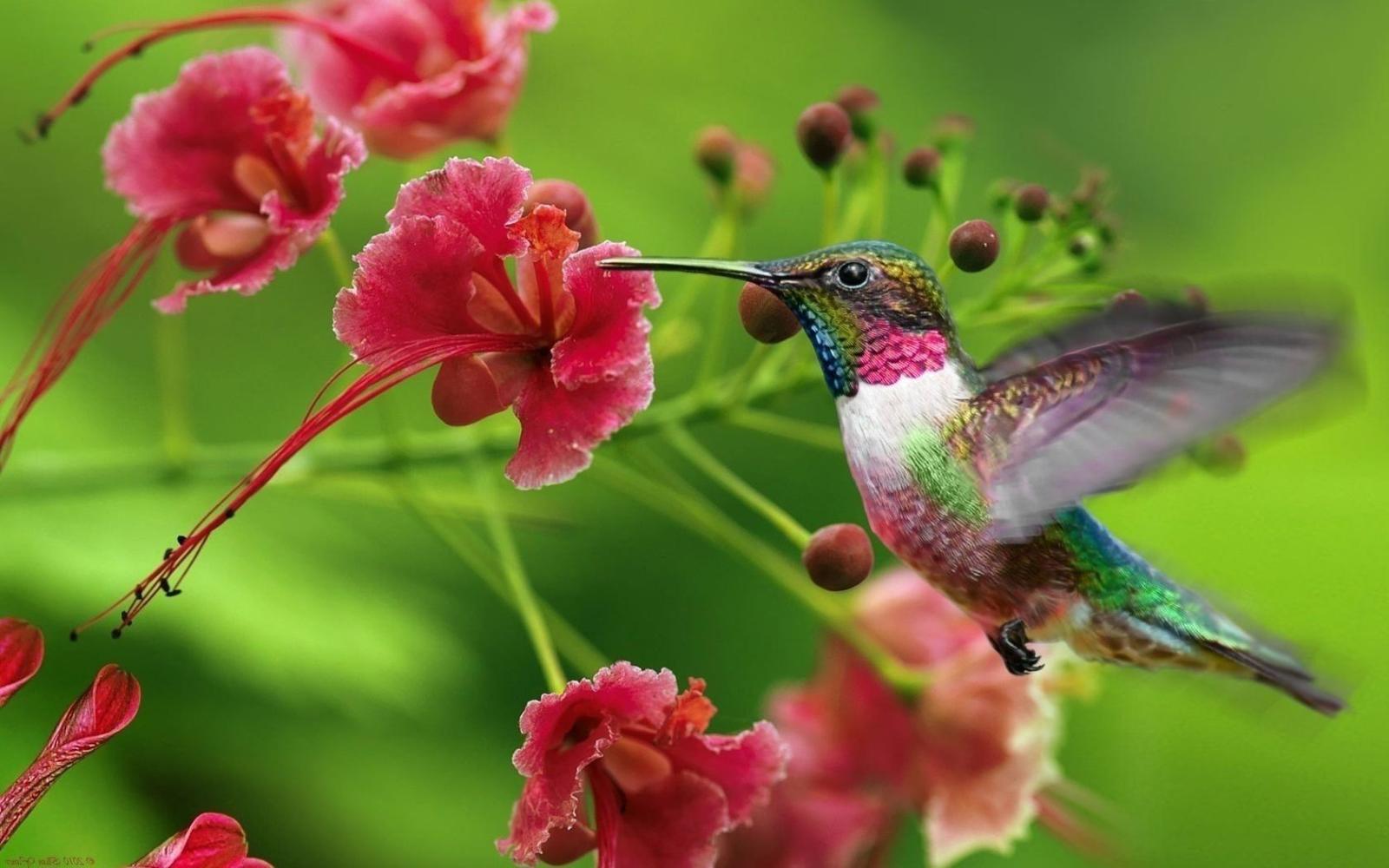 1680x1050 227 Hummingbird HD Wallpapers | Backgrounds