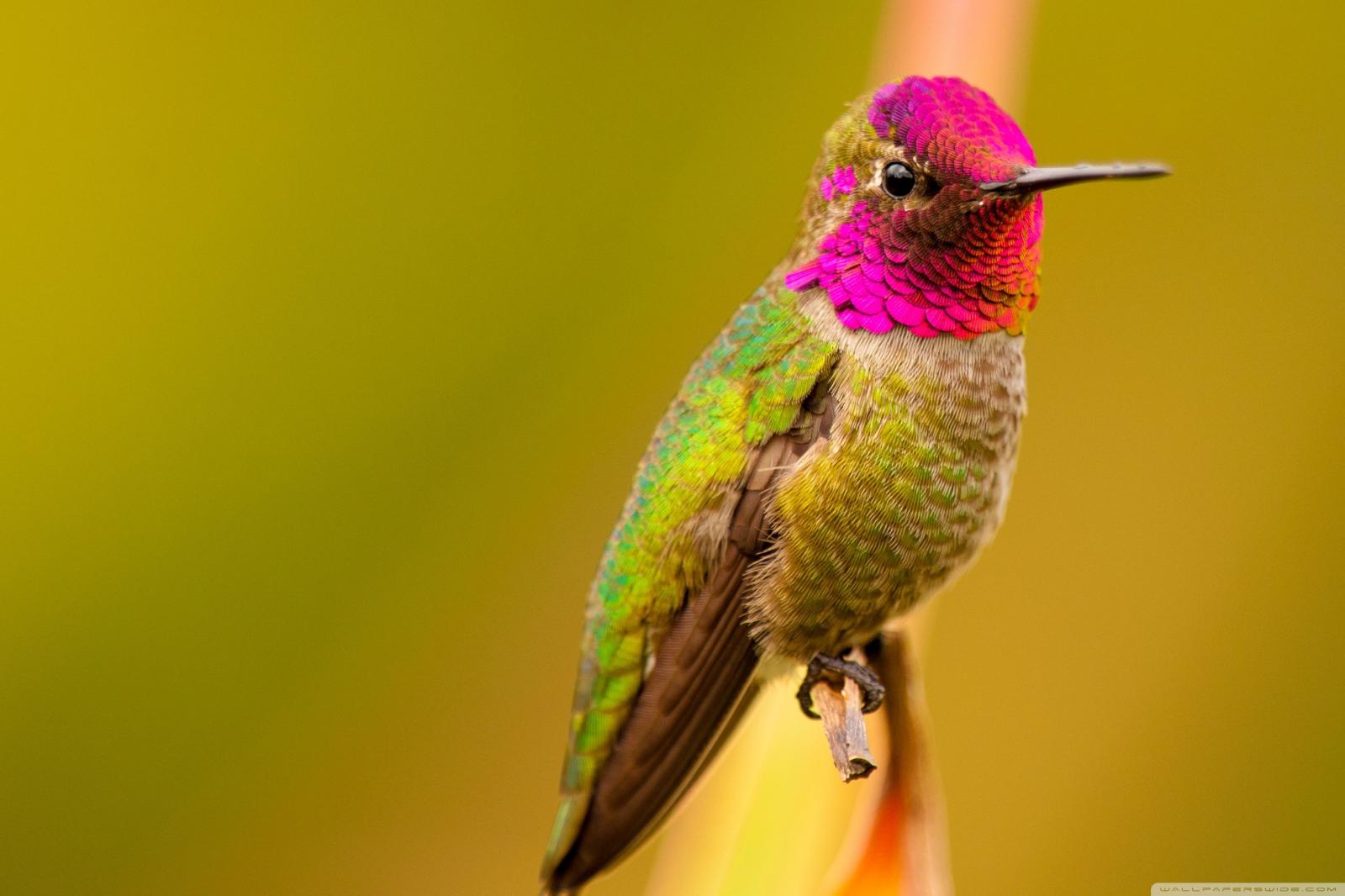 2736x1824 Anna's Hummingbird Male Bird ❤ 4K HD Desktop Wallpaper for 4K Ultra