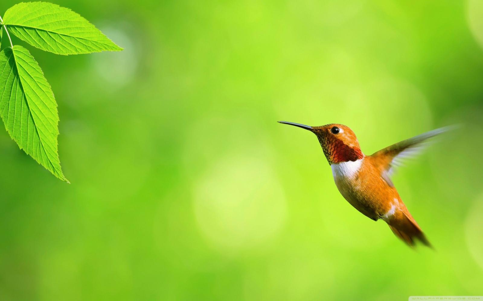 2560x1600 Hummingbird Wallpaper Background (70+ images)