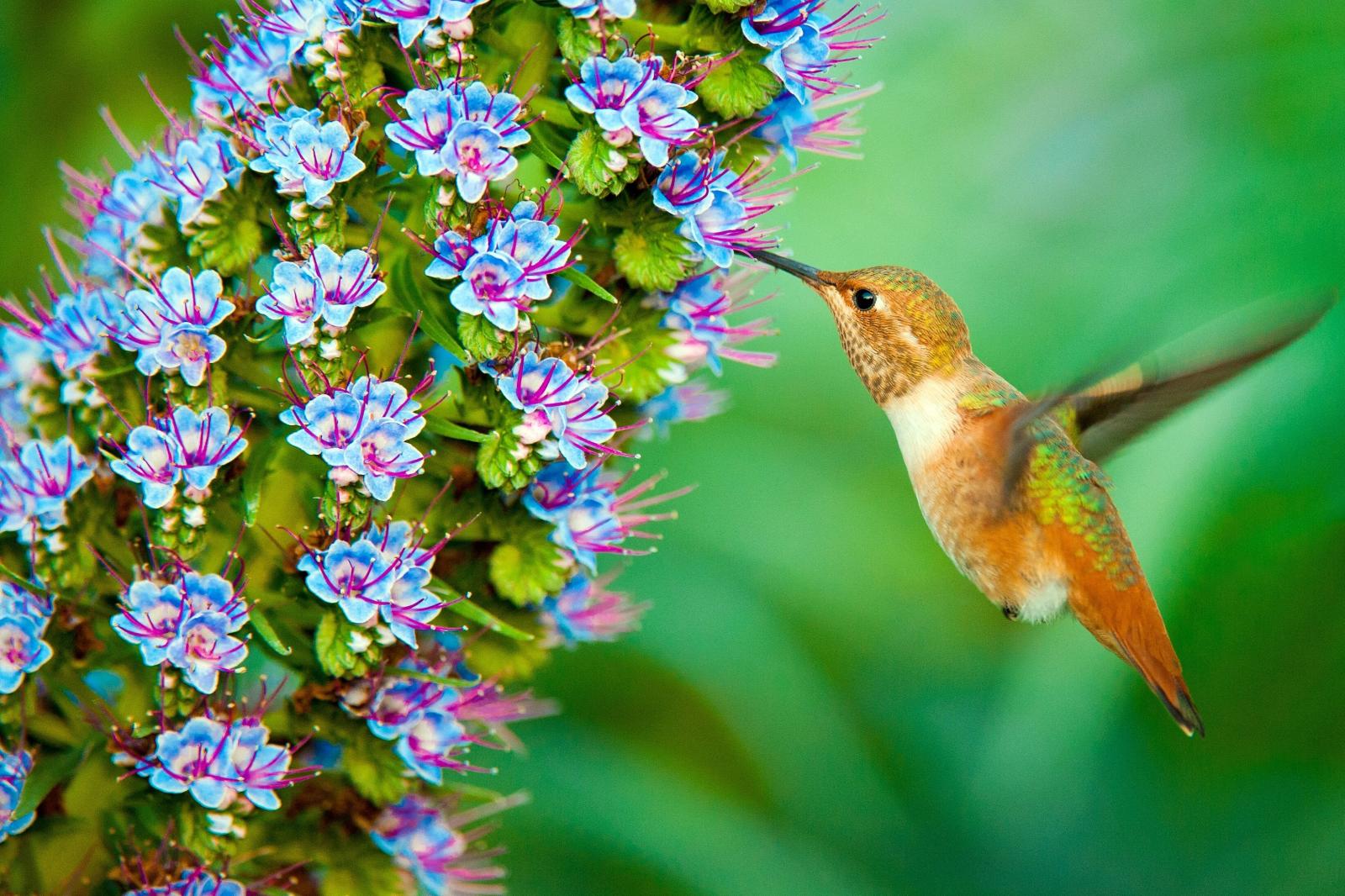 3286x2191 Hummingbird HD Wallpaper | Background Image | 3286x2191 | ID:729822