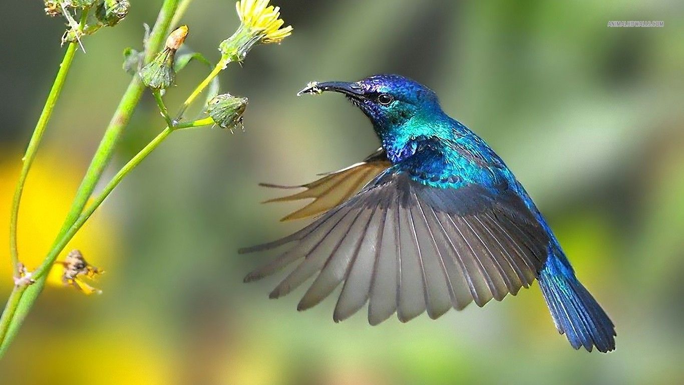 1366x768 Hummingbird wallpaper | 1366x768 | #40153