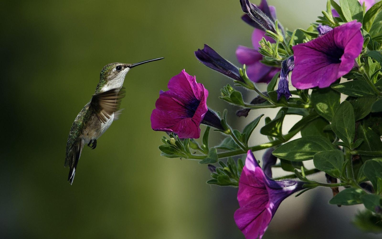 2560x1600 Free Hummingbird Wallpapers
