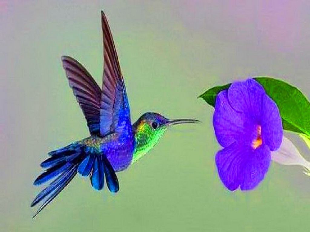 1024x768 Hummingbird Wallpapers - Top Free Hummingbird Backgrounds