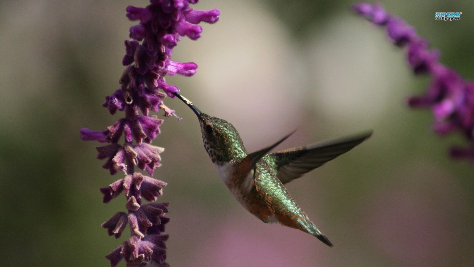 1600x900 Hummingbird - Hummingbirds Wallpaper (38681133) - Fanpop