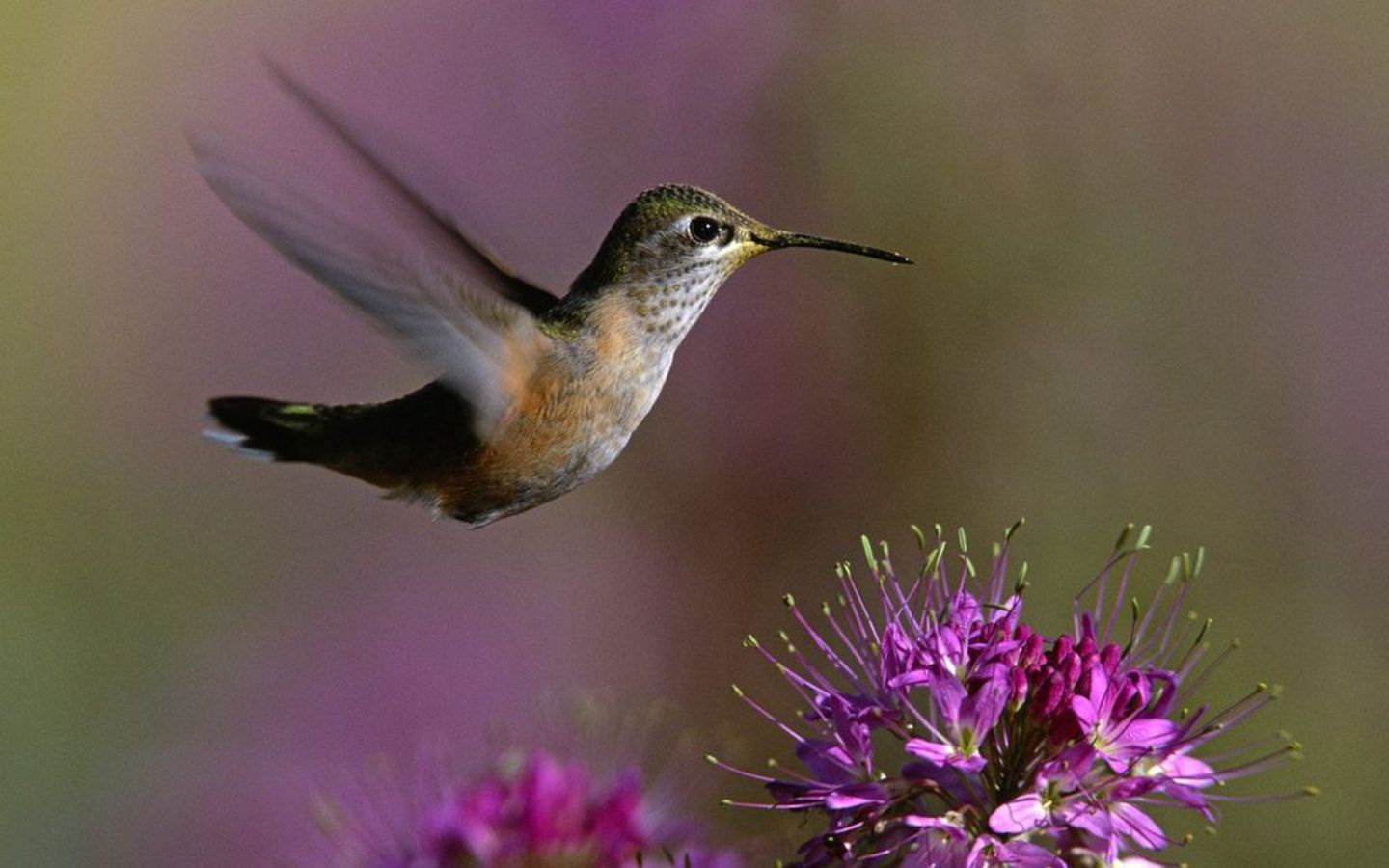 1440x900 Hummingbird Flowers Wallpaper photo and wallpaper. All Hummingbird