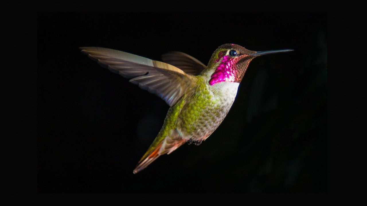 1280x720 Wallpaper Hummingbird, 4K, Animals, #5953