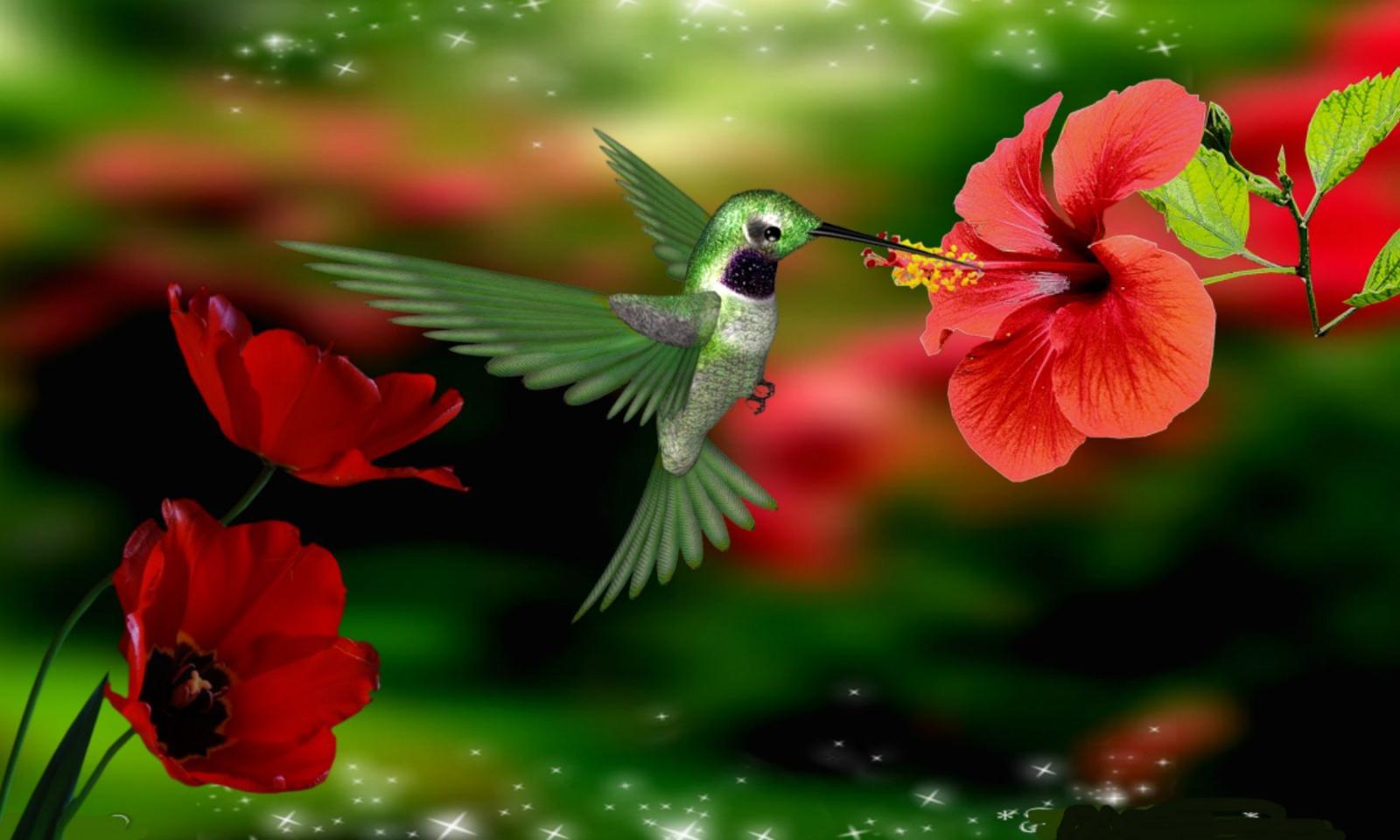 1800x1080 10 with: Hummingbird Hummingbird HD Wallpaper Hummingbird