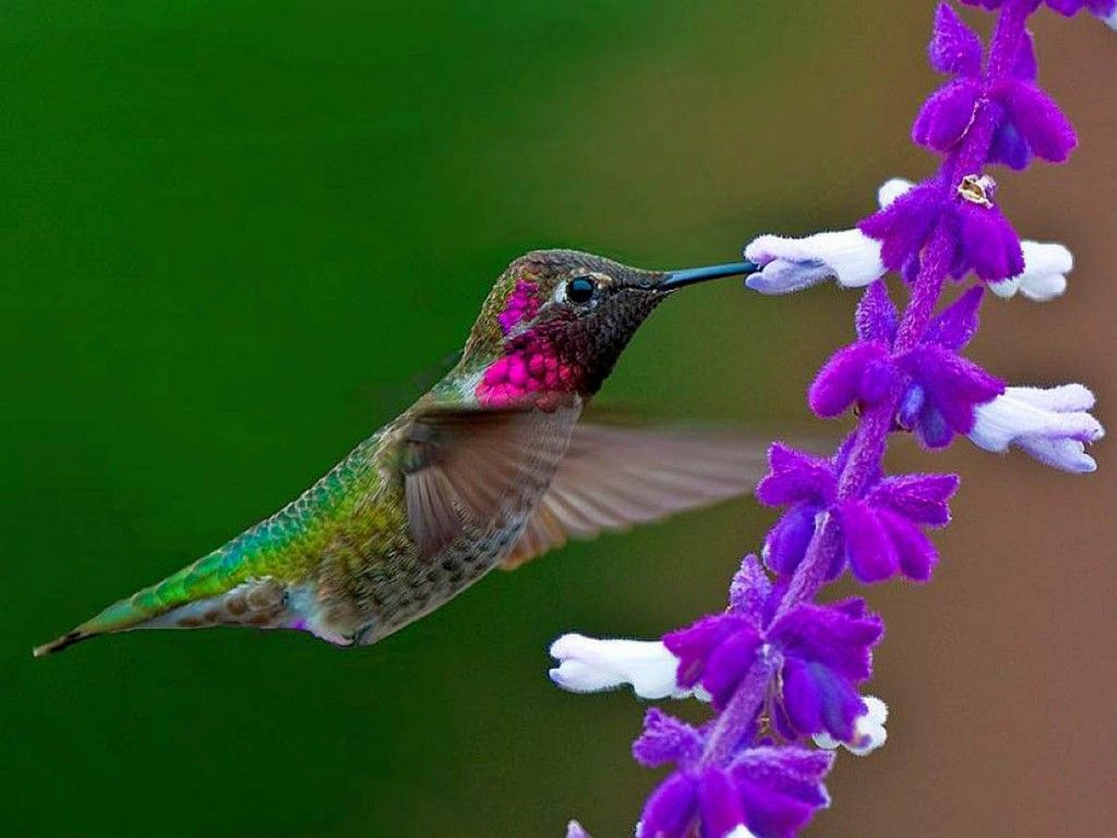 1024x768 Free Hummingbird Wallpaper Desktop at Wildlife » Monodomo