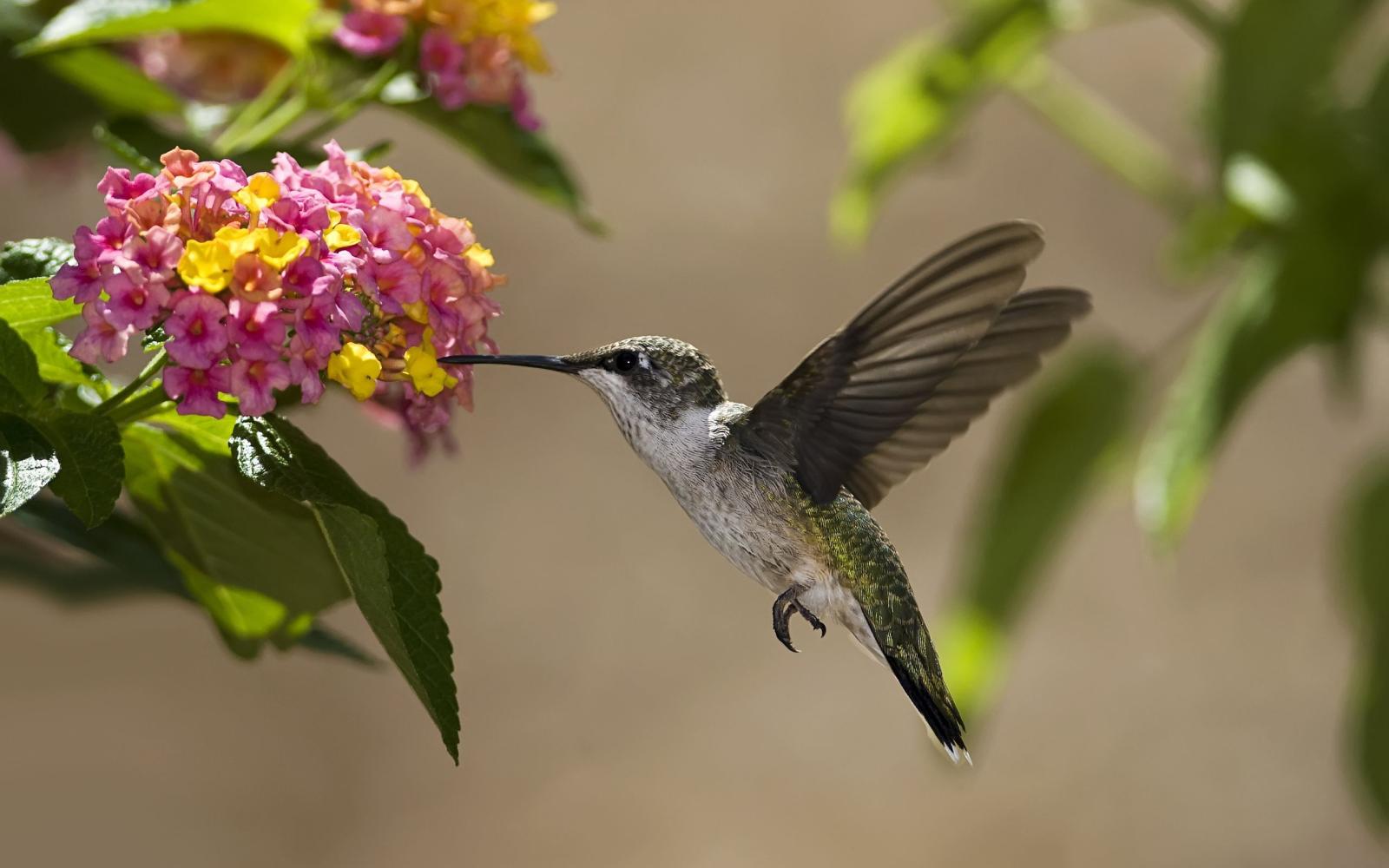 2560x1600 Hummingbird HD Wallpaper | Background Image | 2560x1600 | ID:424306