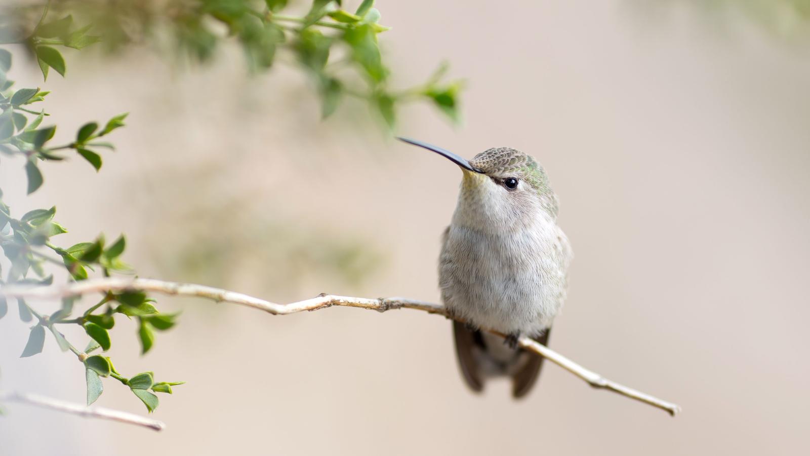3840x2160 Hummingbird 4k - Cute And Pretty Hummingbirds (#852991) - HD
