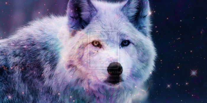 1280x800 46+] Galaxy Wolf Wallpaper on WallpaperSafari