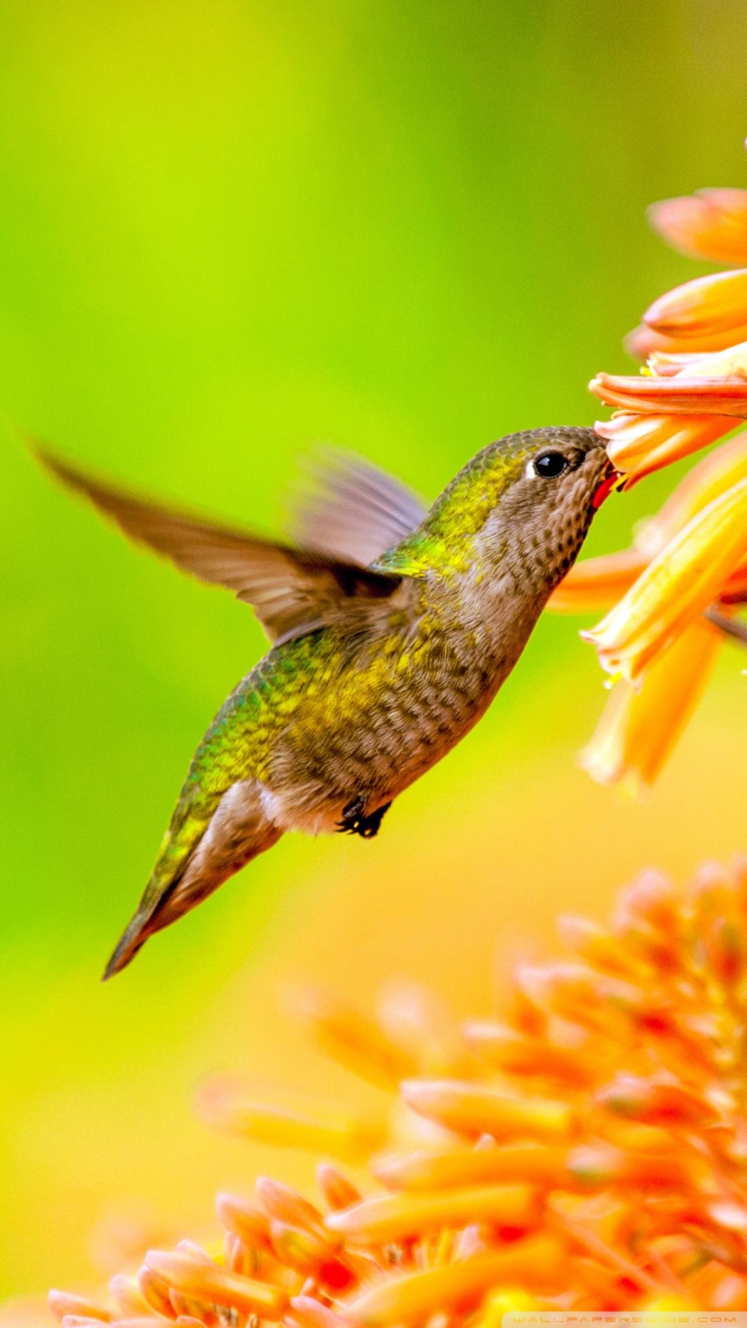 1080x1920 Hummingbird Feeding On Flower ❤ 4K HD Desktop Wallpaper for 4K