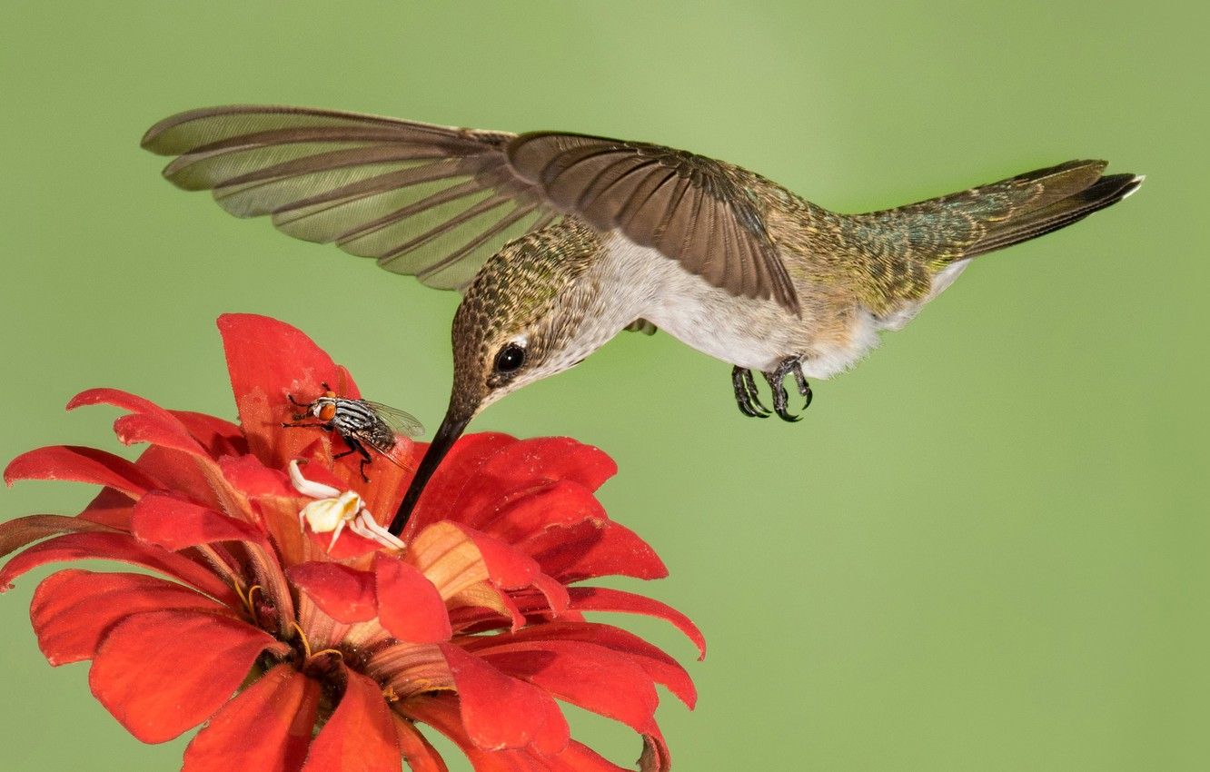 1332x850 Wallpaper flower, fly, bird, Hummingbird images for desktop, section
