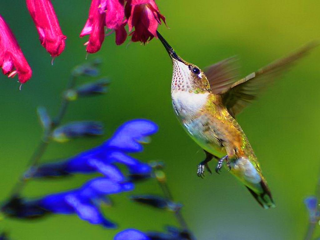 1024x768 Hummingbird - Hummingbirds Wallpaper (40487441) - Fanpop