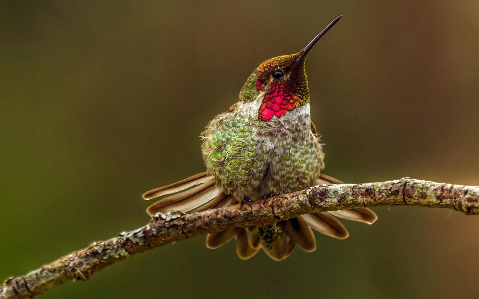 1920x1200 Hummingbird Live Wallpaper for Android - APK Download
