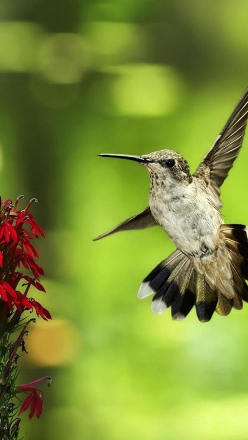 800x1422 Download #Hummingbird #iPhone #Wallpapers. #Birds, Hummingbird