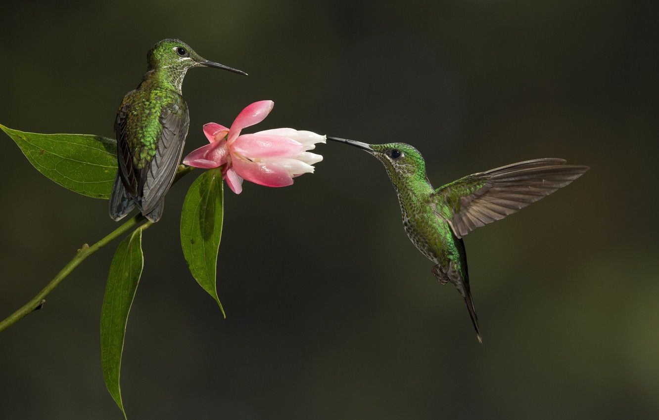1332x850 Wallpaper flower, birds, Hummingbird images for desktop, section