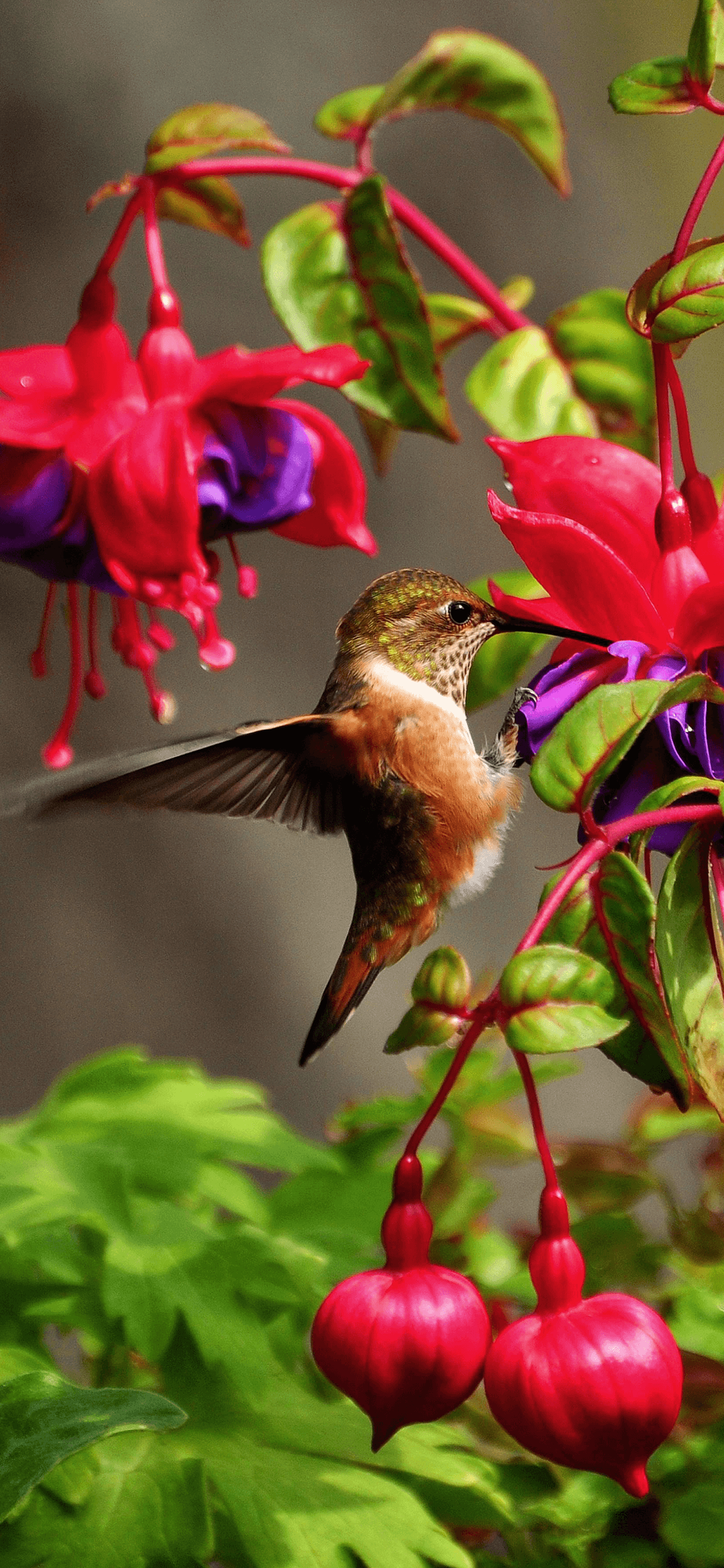 1242x2688 Hummingbird Wallpaper for iPhone X, 8, 7, 6 - Free Download on