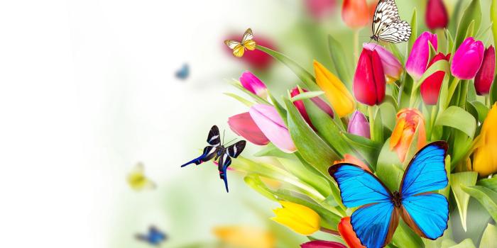 2880x1800 flower and butterfly photos wallpaper sce m | Salim Art o Craft